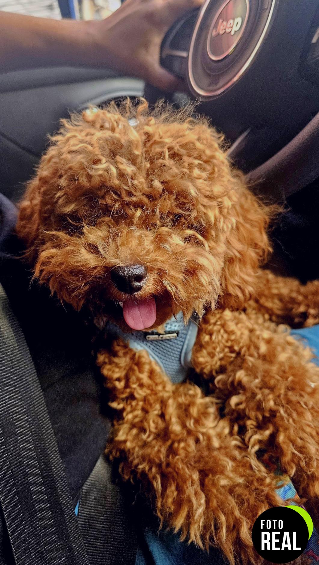 paawy-condroprotector-perros-180snacks-foto-3